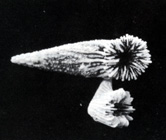 Photo Source: Sheppard & sheppard, 1991